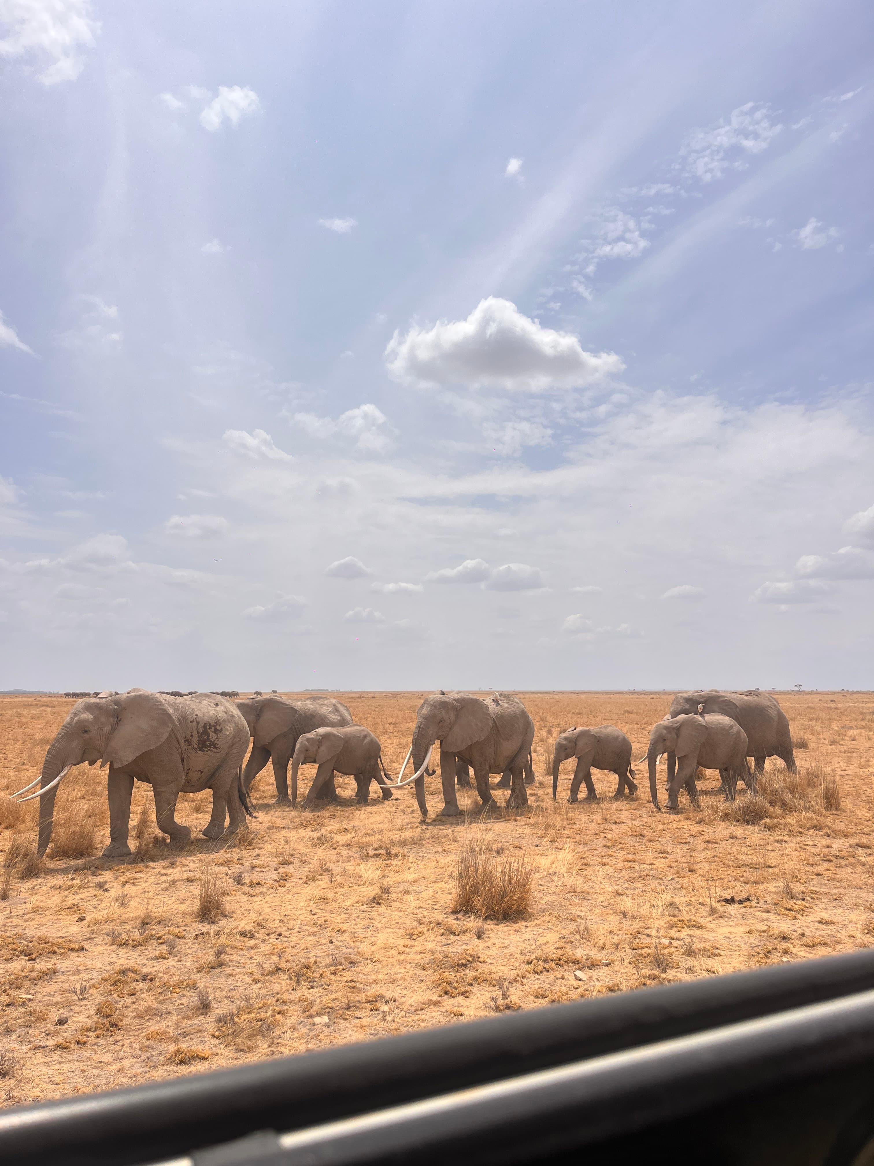 The Path of the Elephants